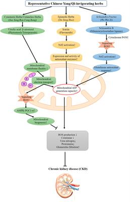 The Use of Chinese Yang/Qi-Invigorating Tonic Botanical Drugs/Herbal Formulations in Ameliorating Chronic Kidney Disease by Enhancing Mitochondrial Function